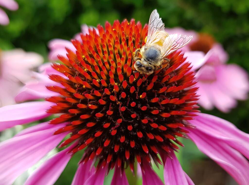 Apis mellifera on Echinacea purpurea, The Royal Botanic Garden Sydney NSW