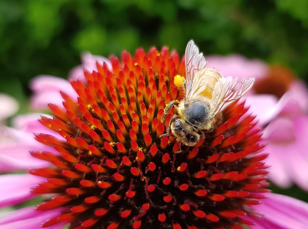 Apis mellifera on Echinacea purpurea, The Royal Botanic Garden Sydney NSW