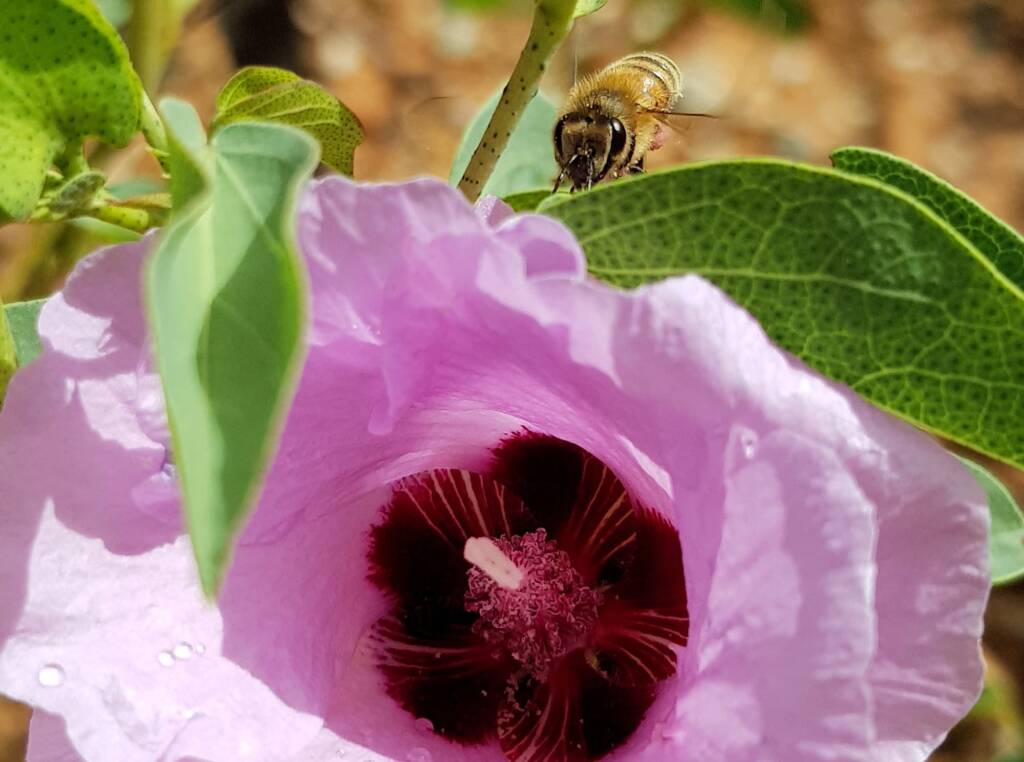 European Honey Bee on a Sturt's Desert Rose, Olive Pink Botanic Garden, Alice Springs, NT