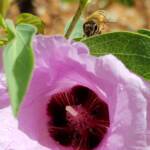 European Honey Bee on a Sturt's Desert Rose, Olive Pink Botanic Garden, Alice Springs, NT