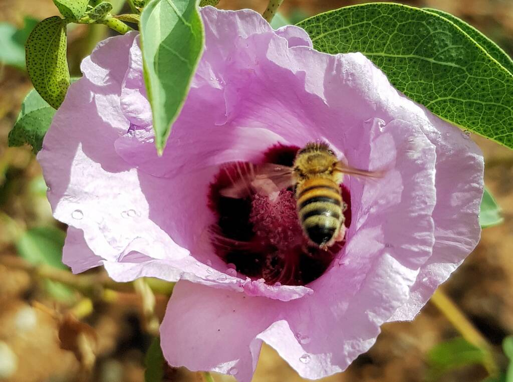 European Honey Bee on a Sturt's Desert Rose, Olive Pink Botanic Garden, Alice Springs, NT