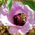 European Honey Bee on a Sturt's Desert Rose, Olive Pink Botanic Garden, Alice Springs, NT