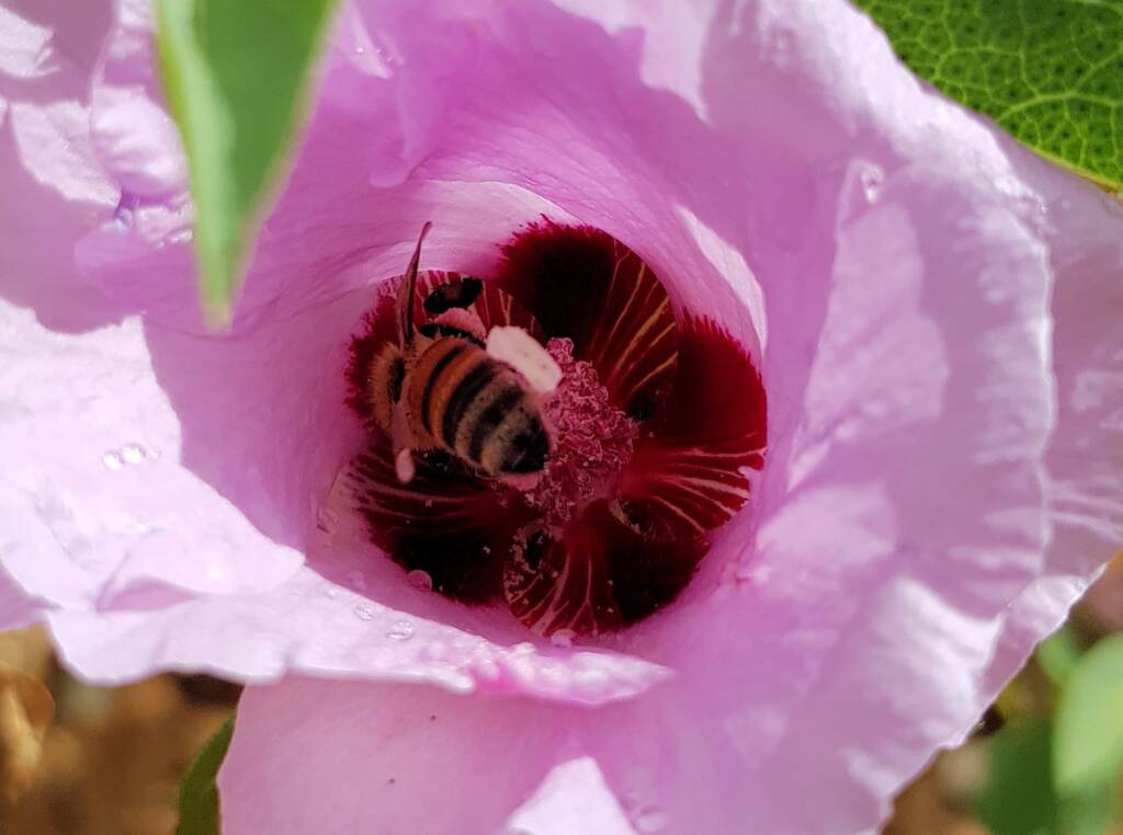 European Honey Bee on a Sturt's Desert Rose, Olive Pink Botanic Garden, Alice Springs, NT