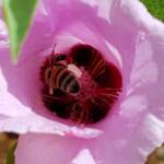 European Honey Bee on a Sturt's Desert Rose, Olive Pink Botanic Garden, Alice Springs, NT