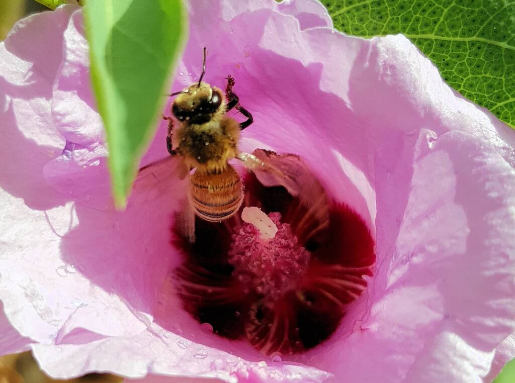 European Honey Bee on a Sturt's Desert Rose, Olive Pink Botanic Garden, Alice Springs, NT