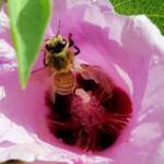 European Honey Bee on a Sturt's Desert Rose, Olive Pink Botanic Garden, Alice Springs, NT