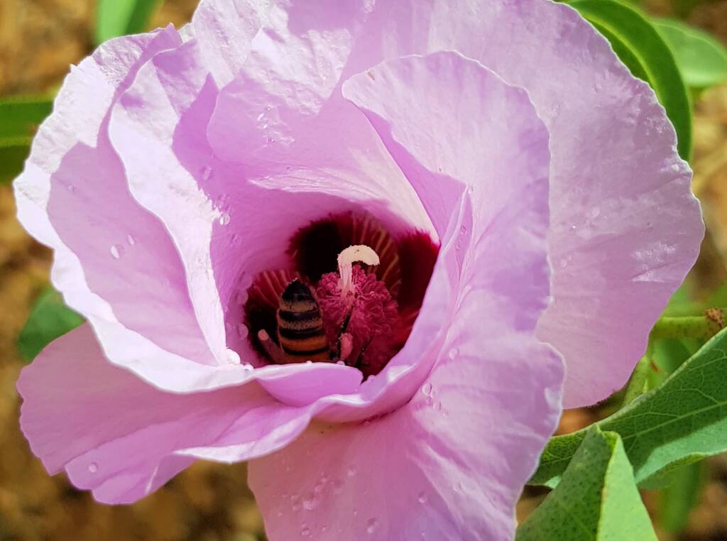 European Honey Bee on a Sturt's Desert Rose, Olive Pink Botanic Garden, Alice Springs, NT