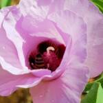 European Honey Bee on a Sturt's Desert Rose, Olive Pink Botanic Garden, Alice Springs, NT