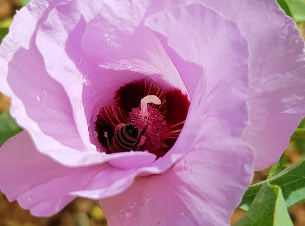 European Honey Bee on a Sturt's Desert Rose, Olive Pink Botanic Garden, Alice Springs, NT