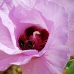 European Honey Bee on a Sturt's Desert Rose, Olive Pink Botanic Garden, Alice Springs, NT
