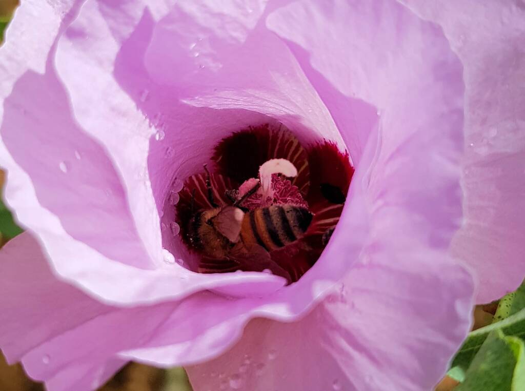 European Honey Bee on a Sturt's Desert Rose, Olive Pink Botanic Garden, Alice Springs, NT
