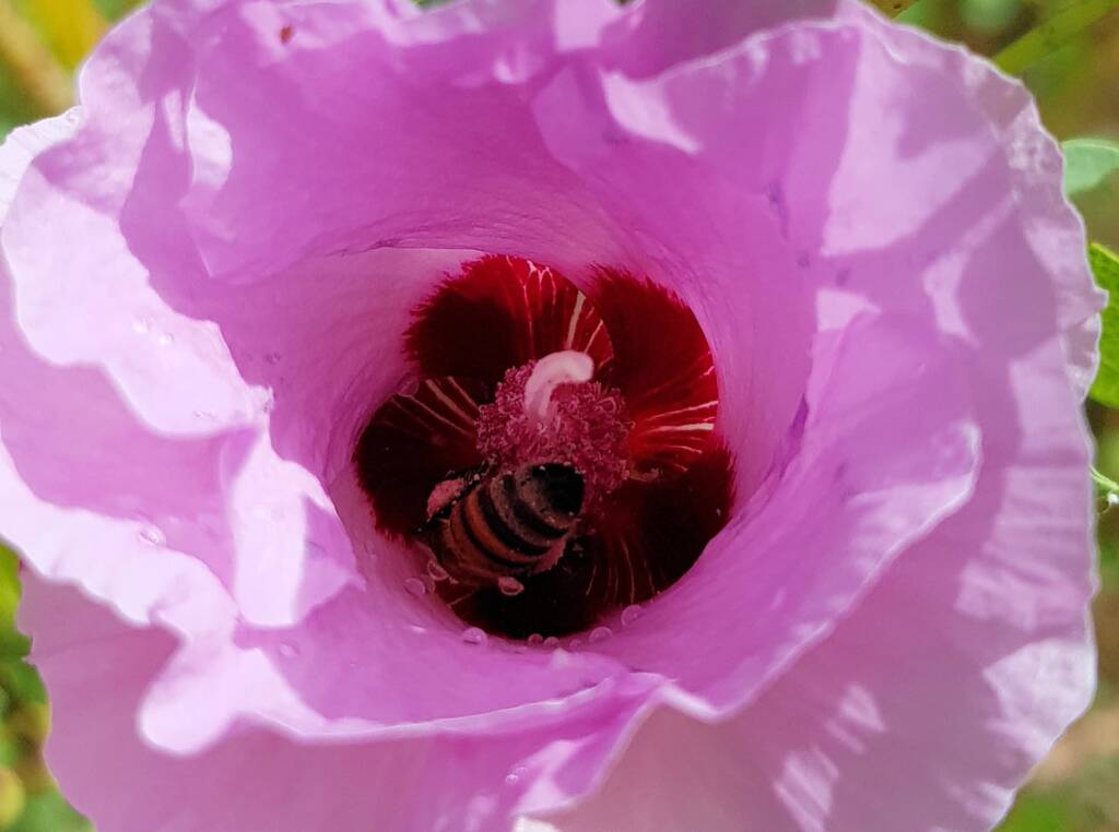 European Honey Bee on a Sturt's Desert Rose, Olive Pink Botanic Garden, Alice Springs, NT