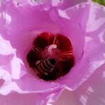 European Honey Bee on a Sturt's Desert Rose, Olive Pink Botanic Garden, Alice Springs, NT