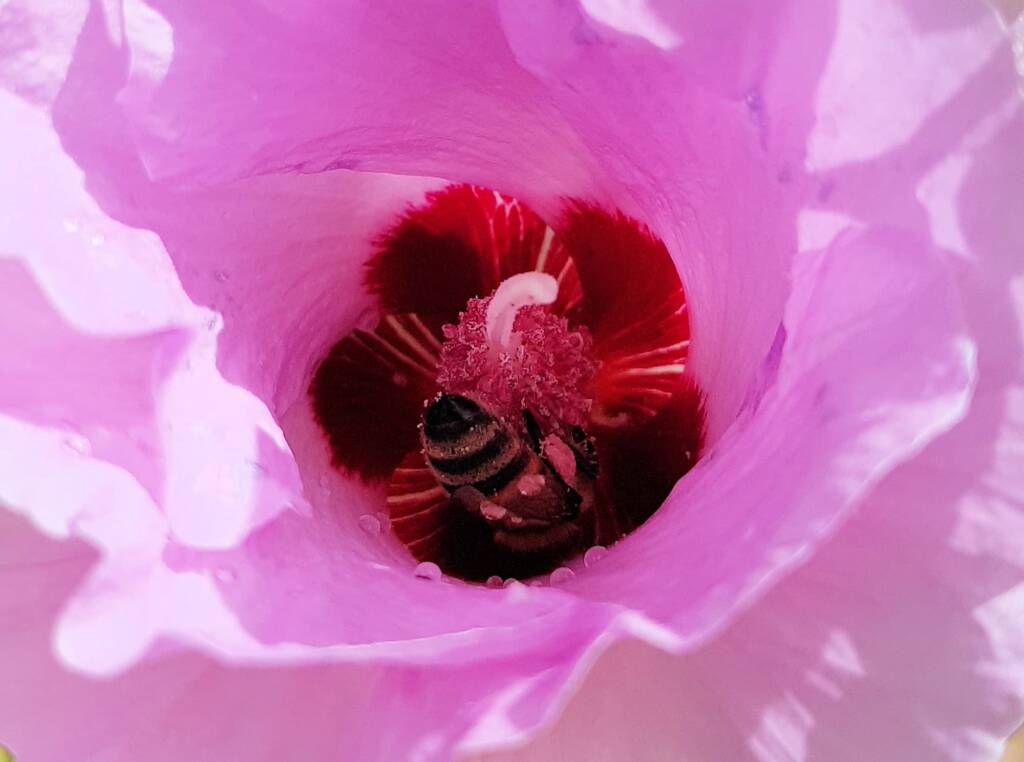 European Honey Bee on a Sturt's Desert Rose, Olive Pink Botanic Garden, Alice Springs, NT
