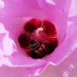 European Honey Bee on a Sturt's Desert Rose, Olive Pink Botanic Garden, Alice Springs, NT
