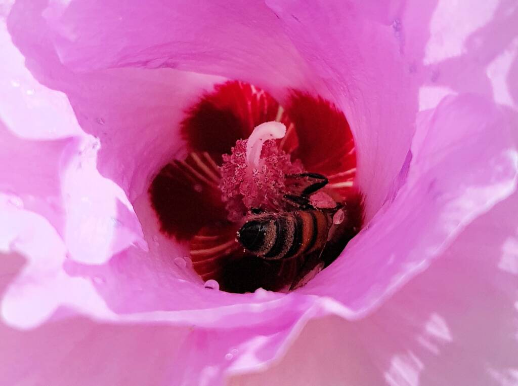 European Honey Bee on a Sturt's Desert Rose, Olive Pink Botanic Garden, Alice Springs, NT