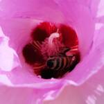 European Honey Bee on a Sturt's Desert Rose, Olive Pink Botanic Garden, Alice Springs, NT