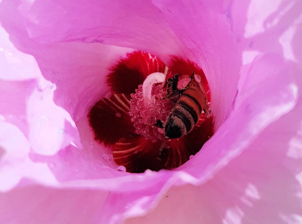 European Honey Bee on a Sturt's Desert Rose, Olive Pink Botanic Garden, Alice Springs, NT
