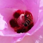 European Honey Bee on a Sturt's Desert Rose, Olive Pink Botanic Garden, Alice Springs, NT
