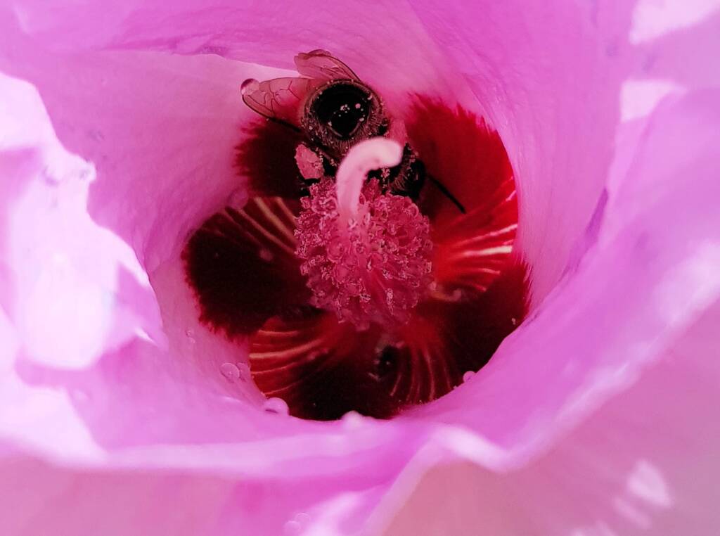 European Honey Bee on a Sturt's Desert Rose, Olive Pink Botanic Garden, Alice Springs, NT
