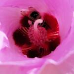 European Honey Bee on a Sturt's Desert Rose, Olive Pink Botanic Garden, Alice Springs, NT