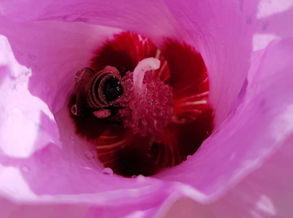 European Honey Bee on a Sturt's Desert Rose, Olive Pink Botanic Garden, Alice Springs, NT
