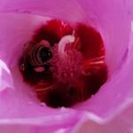 European Honey Bee on a Sturt's Desert Rose, Olive Pink Botanic Garden, Alice Springs, NT
