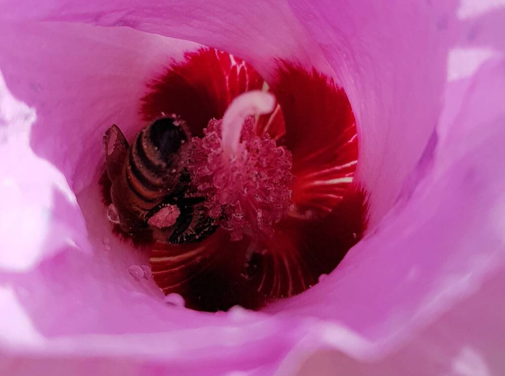European Honey Bee on a Sturt's Desert Rose, Olive Pink Botanic Garden, Alice Springs, NT