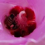 European Honey Bee on a Sturt's Desert Rose, Olive Pink Botanic Garden, Alice Springs, NT