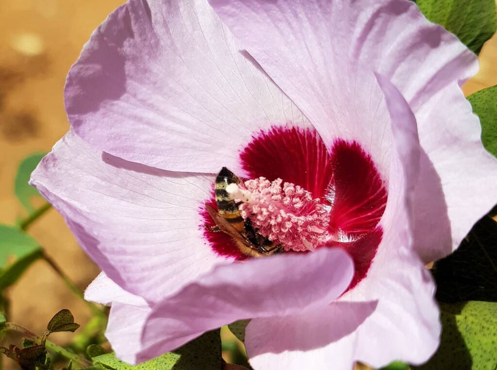 European Honey Bee on a Sturt's Desert Rose, Olive Pink Botanic Garden, Alice Springs, NT