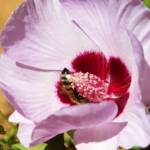 European Honey Bee on a Sturt's Desert Rose, Olive Pink Botanic Garden, Alice Springs, NT