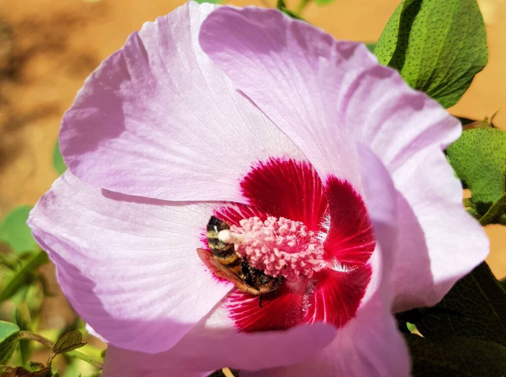 European Honey Bee on a Sturt's Desert Rose, Olive Pink Botanic Garden, Alice Springs, NT