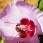 European Honey Bee on a Sturt's Desert Rose, Olive Pink Botanic Garden, Alice Springs, NT