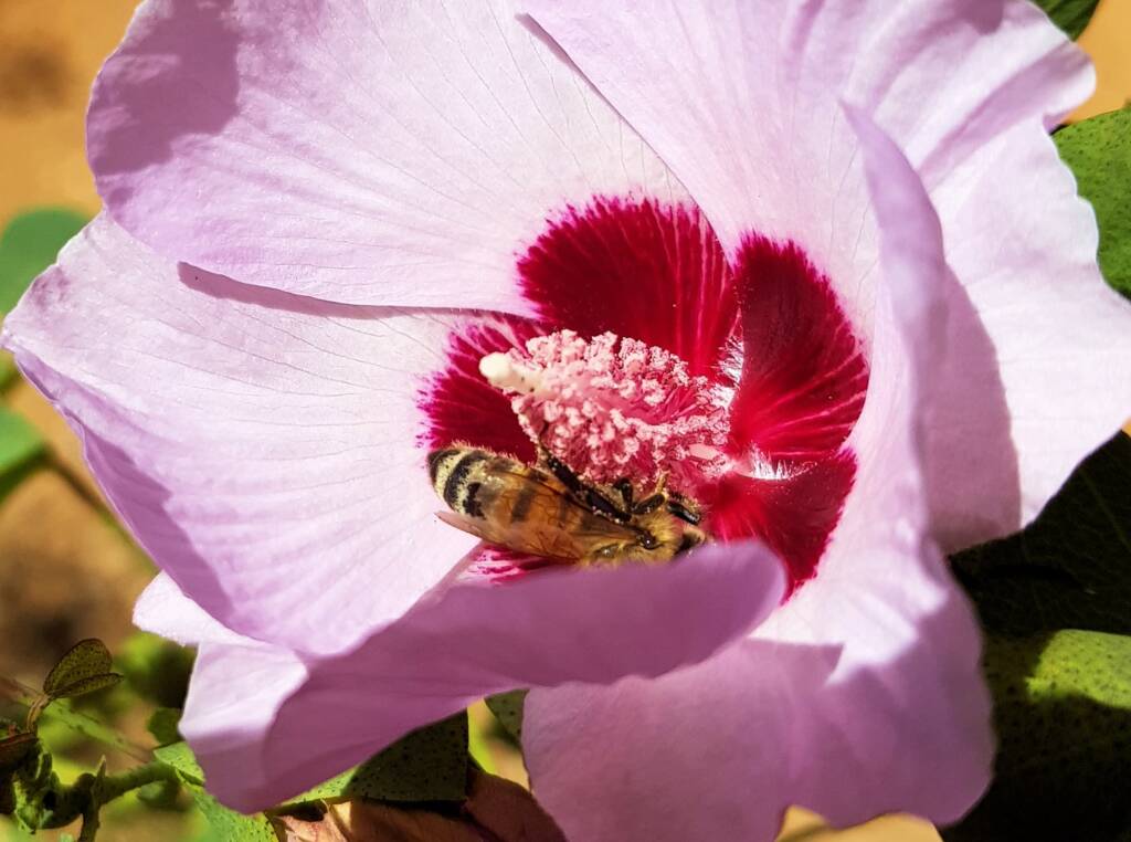European Honey Bee on a Sturt's Desert Rose, Olive Pink Botanic Garden, Alice Springs, NT