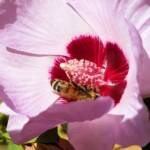 European Honey Bee on a Sturt's Desert Rose, Olive Pink Botanic Garden, Alice Springs, NT