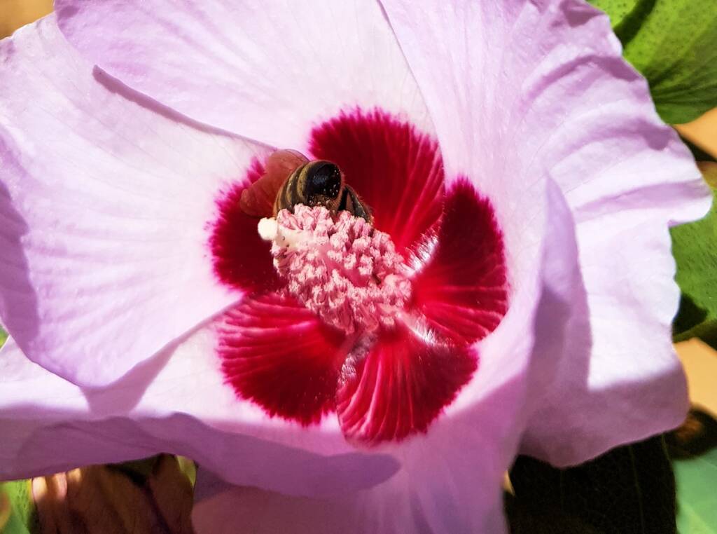 European Honey Bee on a Sturt's Desert Rose, Olive Pink Botanic Garden, Alice Springs, NT
