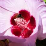 European Honey Bee on a Sturt's Desert Rose, Olive Pink Botanic Garden, Alice Springs, NT