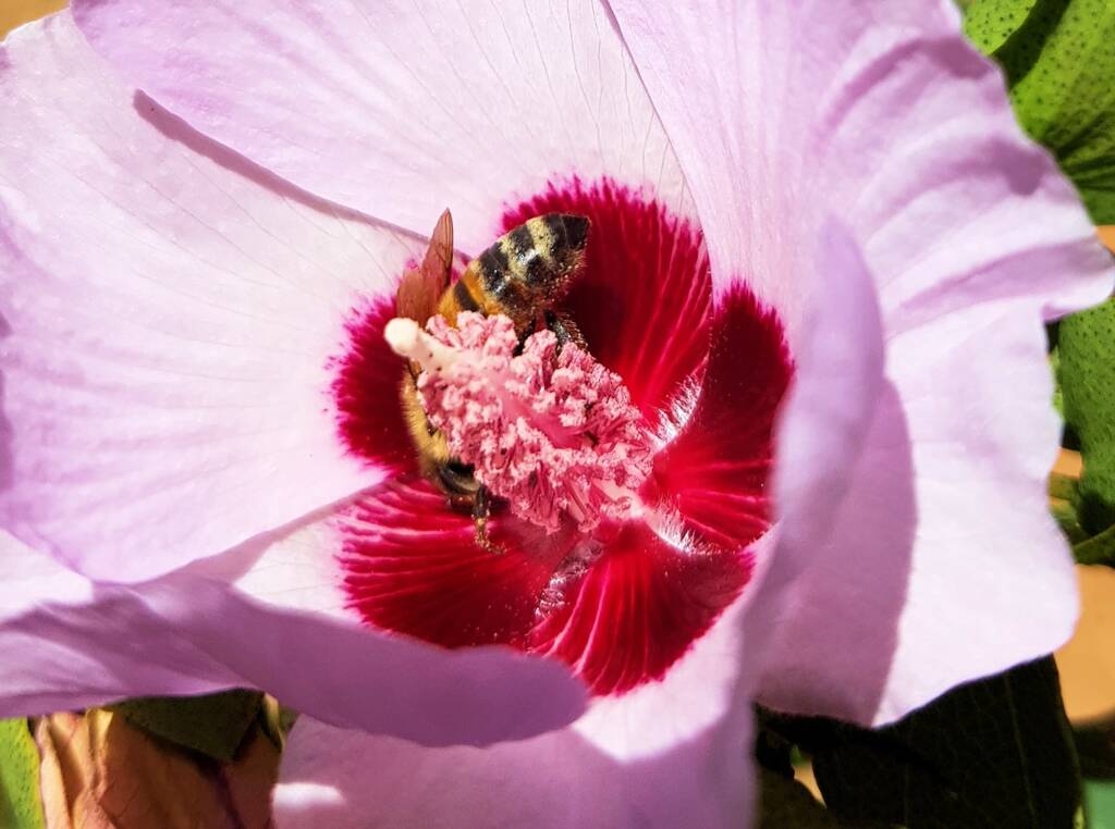 European Honey Bee on a Sturt's Desert Rose, Olive Pink Botanic Garden, Alice Springs, NT