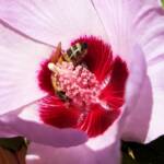 European Honey Bee on a Sturt's Desert Rose, Olive Pink Botanic Garden, Alice Springs, NT