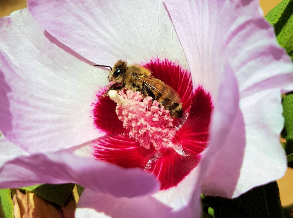 European Honey Bee on a Sturt's Desert Rose, Olive Pink Botanic Garden, Alice Springs, NT