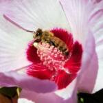 European Honey Bee on a Sturt's Desert Rose, Olive Pink Botanic Garden, Alice Springs, NT