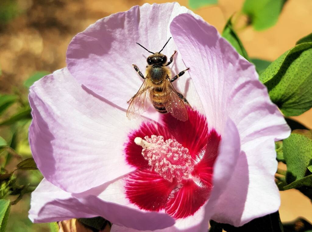 European Honey Bee on a Sturt's Desert Rose, Olive Pink Botanic Garden, Alice Springs, NT