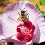 European Honey Bee on a Sturt's Desert Rose, Olive Pink Botanic Garden, Alice Springs, NT