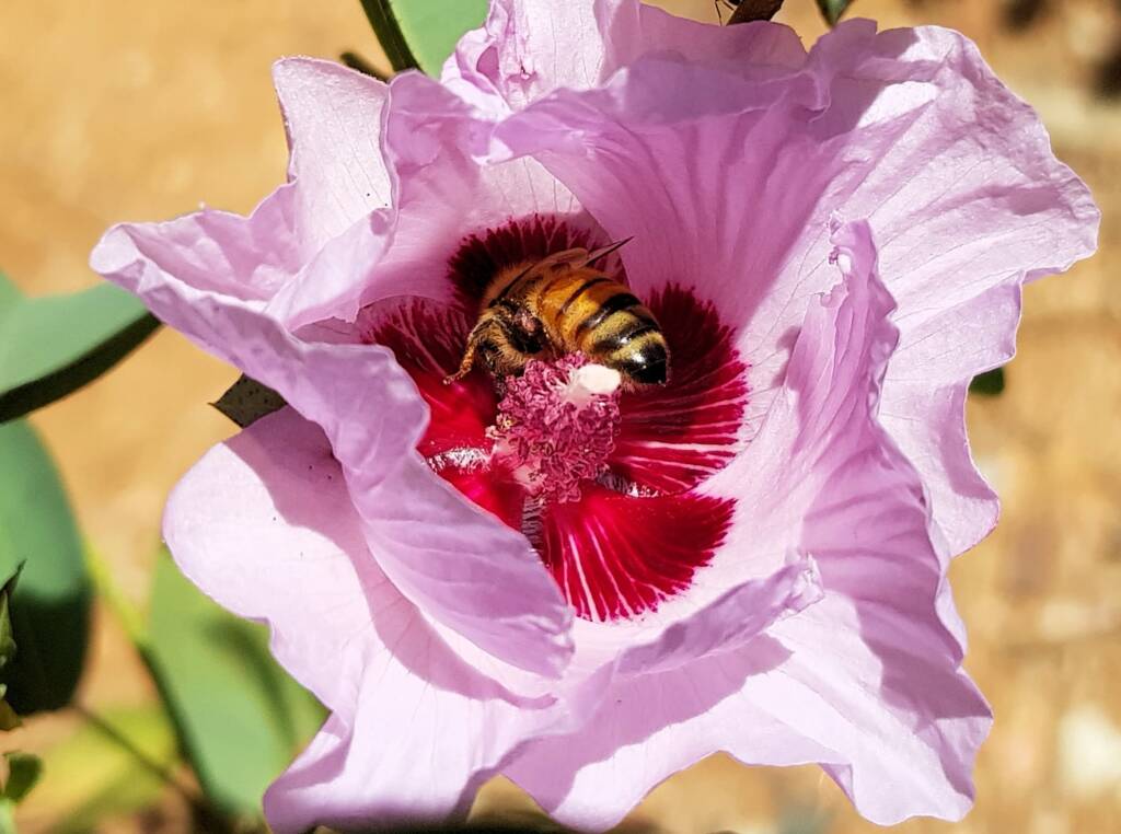 European Honey Bee on a Sturt's Desert Rose, Olive Pink Botanic Garden, Alice Springs, NT