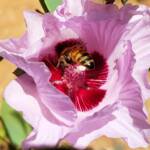 European Honey Bee on a Sturt's Desert Rose, Olive Pink Botanic Garden, Alice Springs, NT