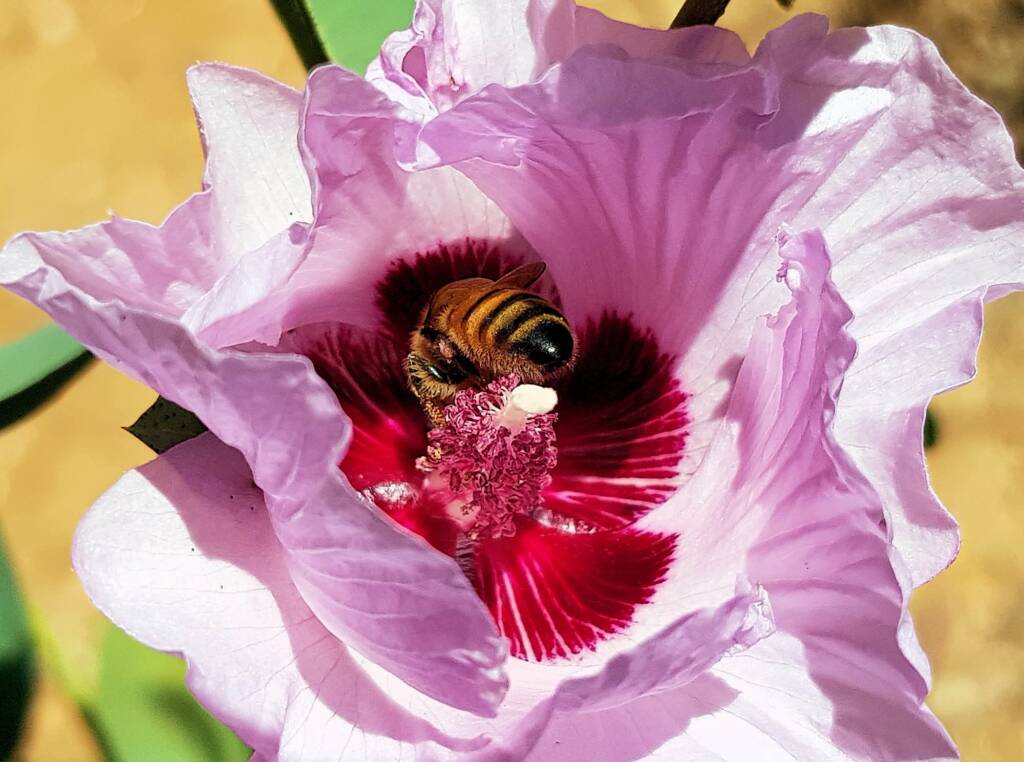 European Honey Bee on a Sturt's Desert Rose, Olive Pink Botanic Garden, Alice Springs, NT