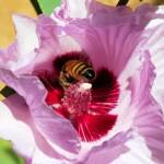 European Honey Bee on a Sturt's Desert Rose, Olive Pink Botanic Garden, Alice Springs, NT