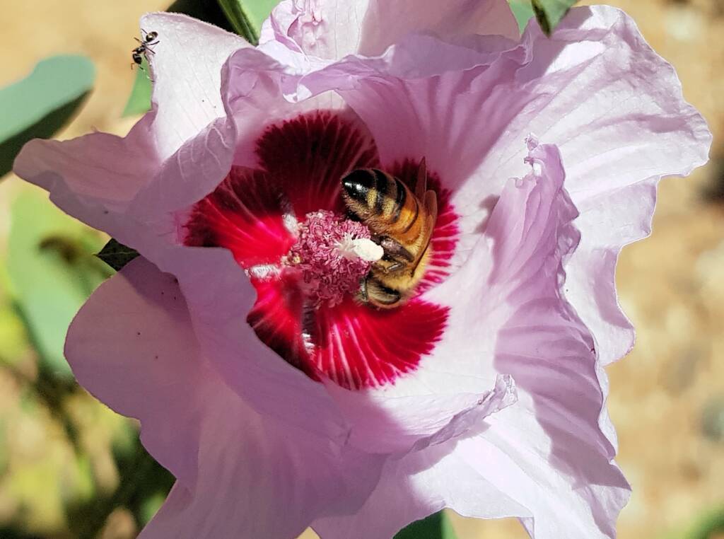 European Honey Bee on a Sturt's Desert Rose, Olive Pink Botanic Garden, Alice Springs, NT