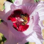 European Honey Bee on a Sturt's Desert Rose, Olive Pink Botanic Garden, Alice Springs, NT
