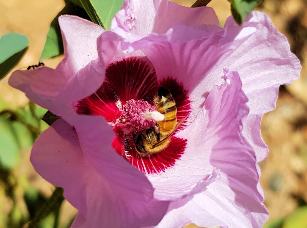 European Honey Bee on a Sturt's Desert Rose, Olive Pink Botanic Garden, Alice Springs, NT